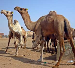 Kamelmarkt Al Shalateen