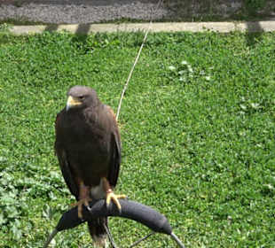 Malta Falconry Centre