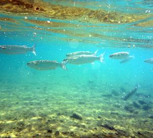 Schnorcheln Sahl Hasheesh