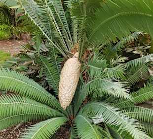 Wandern Ein Gedi
