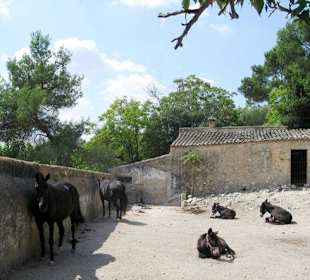 Koppel der Huftiere
