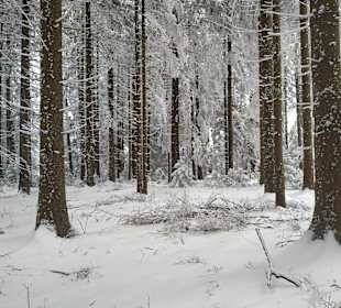 Wandern Hinterzarten
