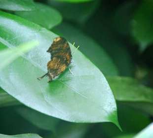 Schmetterlingshaus da sitzen sie