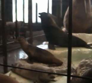 Naturhistorisches Museum