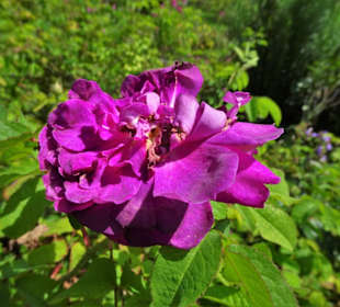 Impressionen aus dem Trostberger Rosengarten
