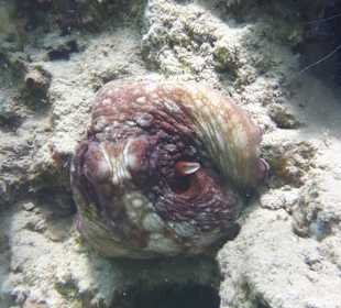 Oktopus beim Hausriff