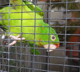 Wunderschöne Papageien