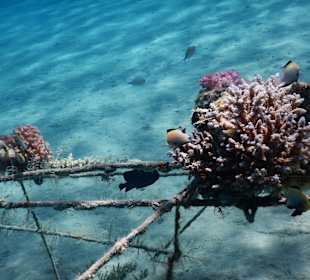 Hotel Swiss Inn Resort Dahab