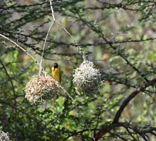 Geführte Touren Marco Polo Tours & Safaris Diani Beach