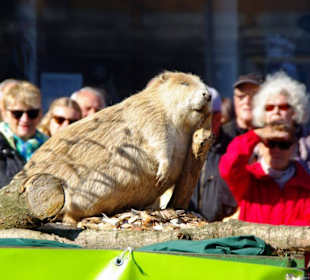 Bund Naturschutz Festwagen Biber