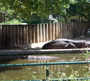 Im Zoo 27