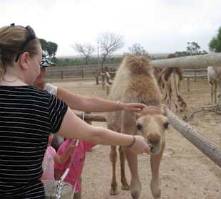 Kamelstreicheln im Friguia Park