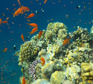 Schnorcheln Marsa Alam