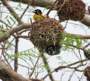 Vogel im Nest am Haupthaus
