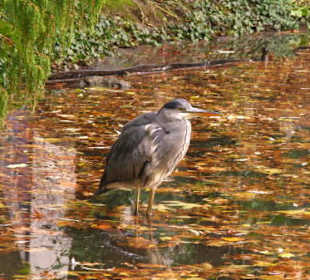 Die Wacht am Weiher