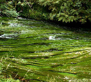 Wasserpflanzen im Kamnitzbach (Wilde Klamm)