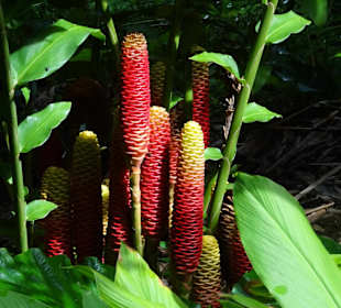 Rundgang durch den Duft- und Gewürzgarten