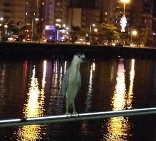 Florianopolis in Night