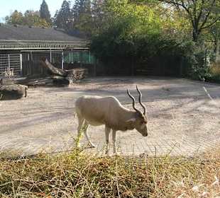 Gnu