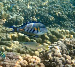 Unterwasserwelt Musandam