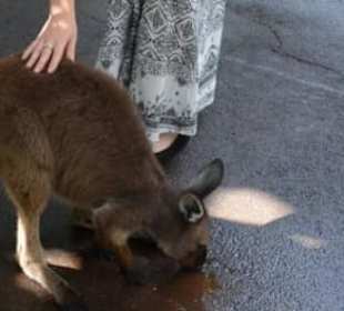 Feather Dale Wildlife Park
