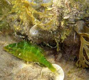 Unterwasserwelt am Amara Beach Resort