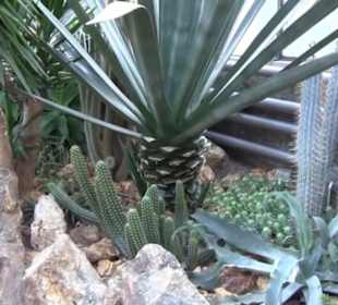 Unteres Kakteenhaus