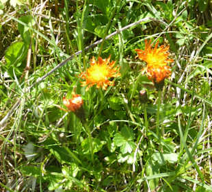 Valepper-Almen-Rundwanderung