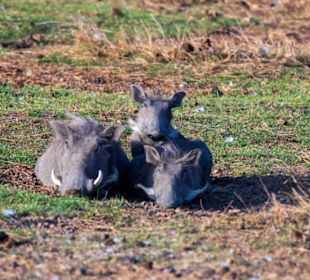 In unmittelbarer Nähe war ein Löwe