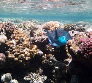 Papageifisch am Hausriff Hotel Iberotel Club Fanara