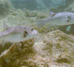 Weißflecken Kugelfische