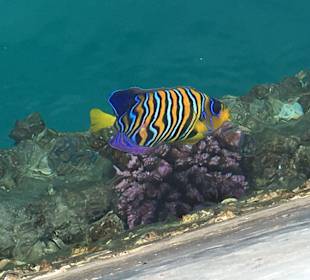 Schnorcheln Marsa Alam