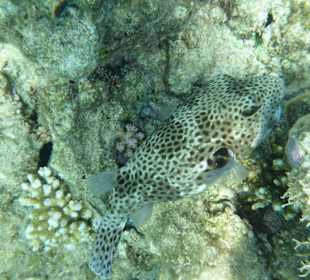 Schwarzfleckenkugelfisch