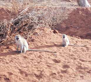 Zwei Blackfaceäffchen