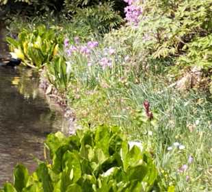 Botanischer Garten München