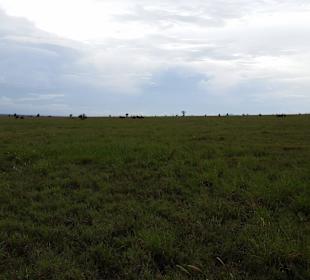 Sarova Salt Lick Game Lodge