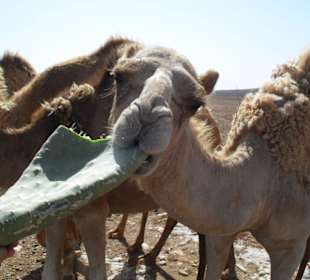 Kamelfütterung