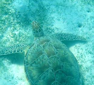 Traumstrand & Korallenriffe/Fische der Superlative