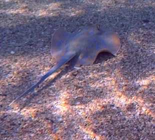 Schnorchelna Safaga
