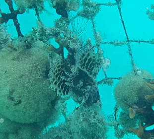 Schnorcheln Makadi Bay