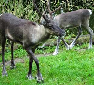 Rundgang durch den Zoo Salzburg