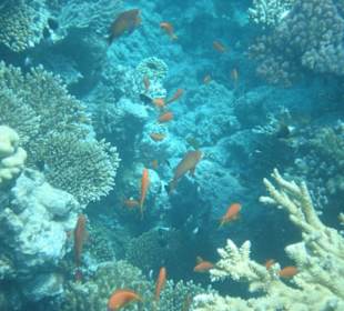 Bootsfahrt zur Paradisinsel