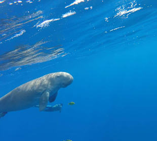 Wir hatten großes Glück die Seekuh zu sehen