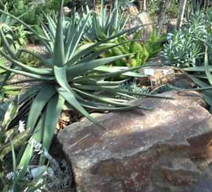 Gewächshäuser Botanischer Garten