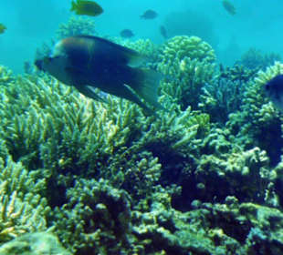 Die Fische beobachten