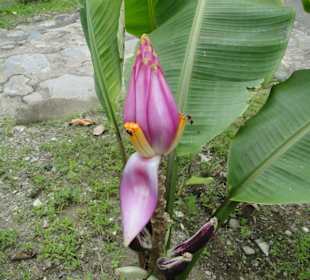 Poring Hot Springs - Schmetterlingsgarten