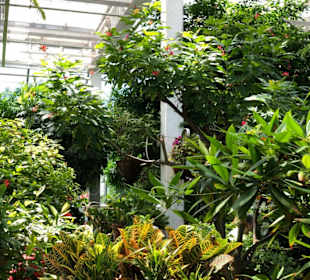 Key West Butterfly & Nature Conservatory