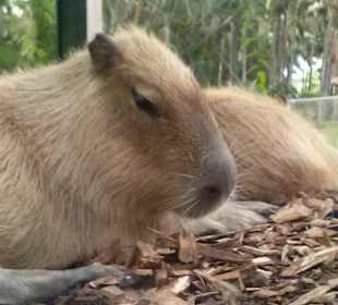 Zwierzęta Loro park