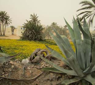 Djerba im März