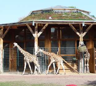 Giraffen im Magdeburger Zoo